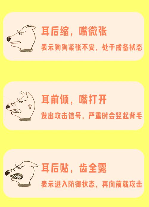 狗狗耳朵冰凉不吃不喝该怎么办?