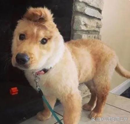 狗狗没精神,不吃不喝,整天睡觉,耳朵、脚冰凉,这是怎么回事