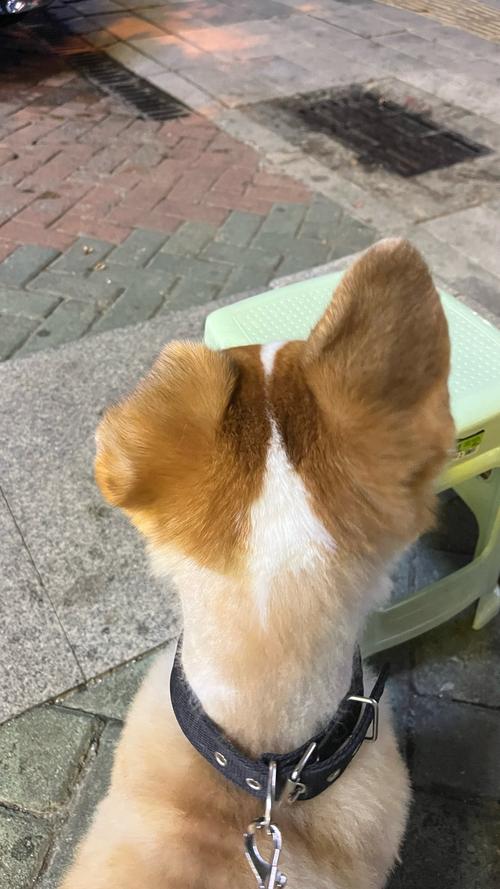 狗狗耳朵为什么突然变凉
