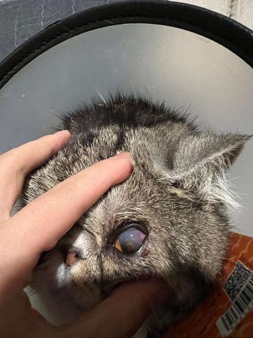 猫咪眼睛做完手术需要打几天针