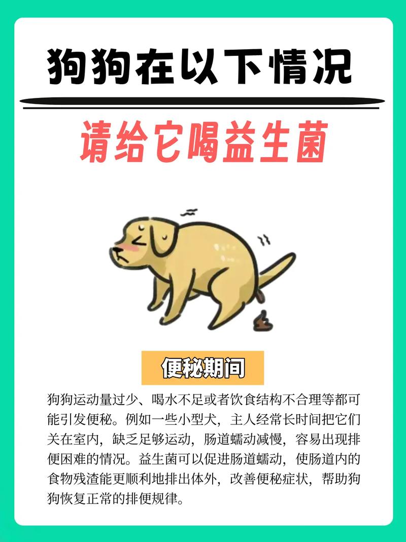 宠物益生菌的正确食用方法,狗狗吃哪种益生菌好
