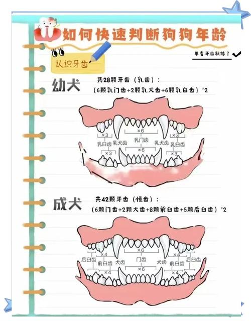 狗狗换牙期为什么不长牙齿