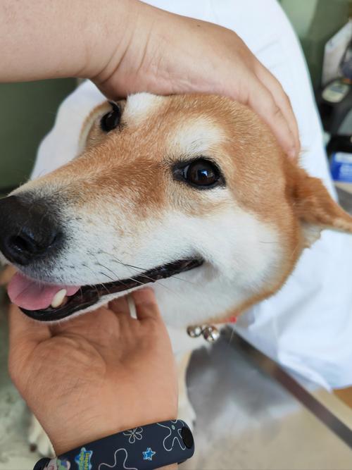 狗狗绝育后会发胖吗