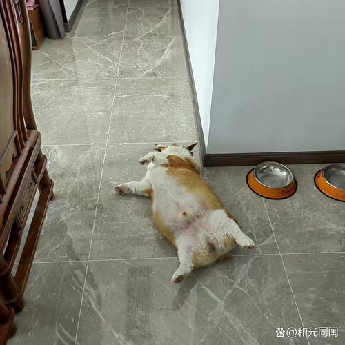 狗狗不吃不喝还呕吐没精神怎么办
