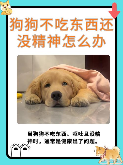 狗狗没精神,流鼻涕,呕吐,不吃东西是什么情况