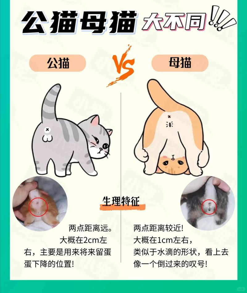 公猫骑母猫多久怀孕