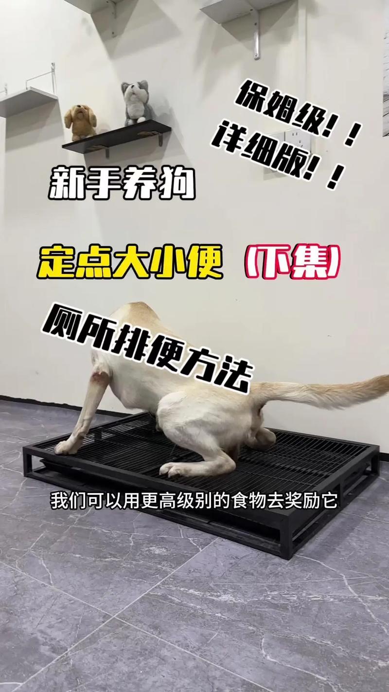怎么样帮助狗狗排便?