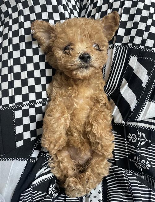 狗低血糖多久能缓过来,狗狗血糖低几天可以好