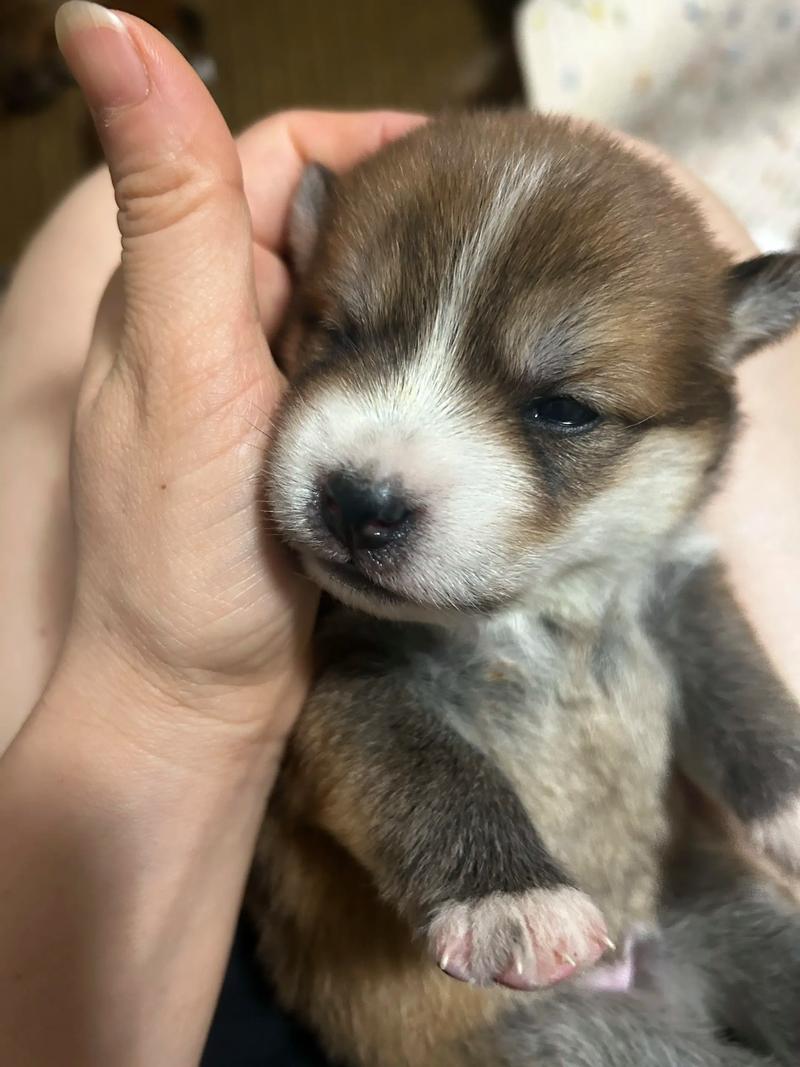 狗狗低血糖多久能康复?