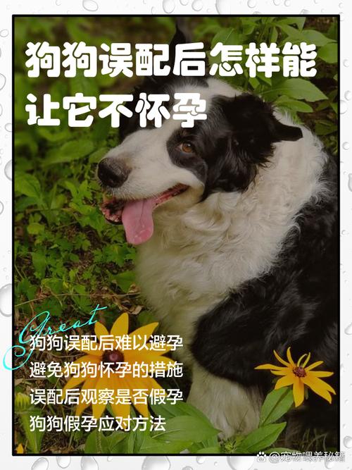 防止狗狗怀孕的土方法