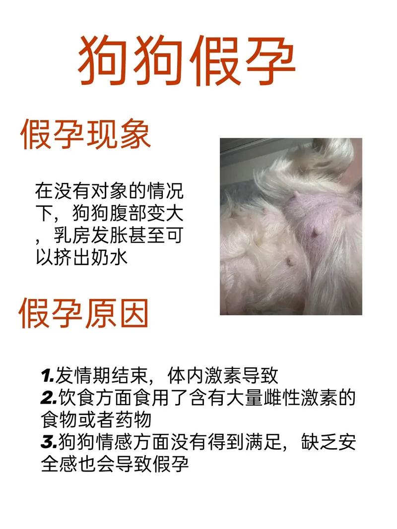 怎样让狗狗不怀孕
