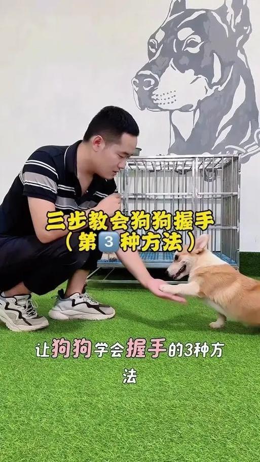 怎么教狗狗学握手