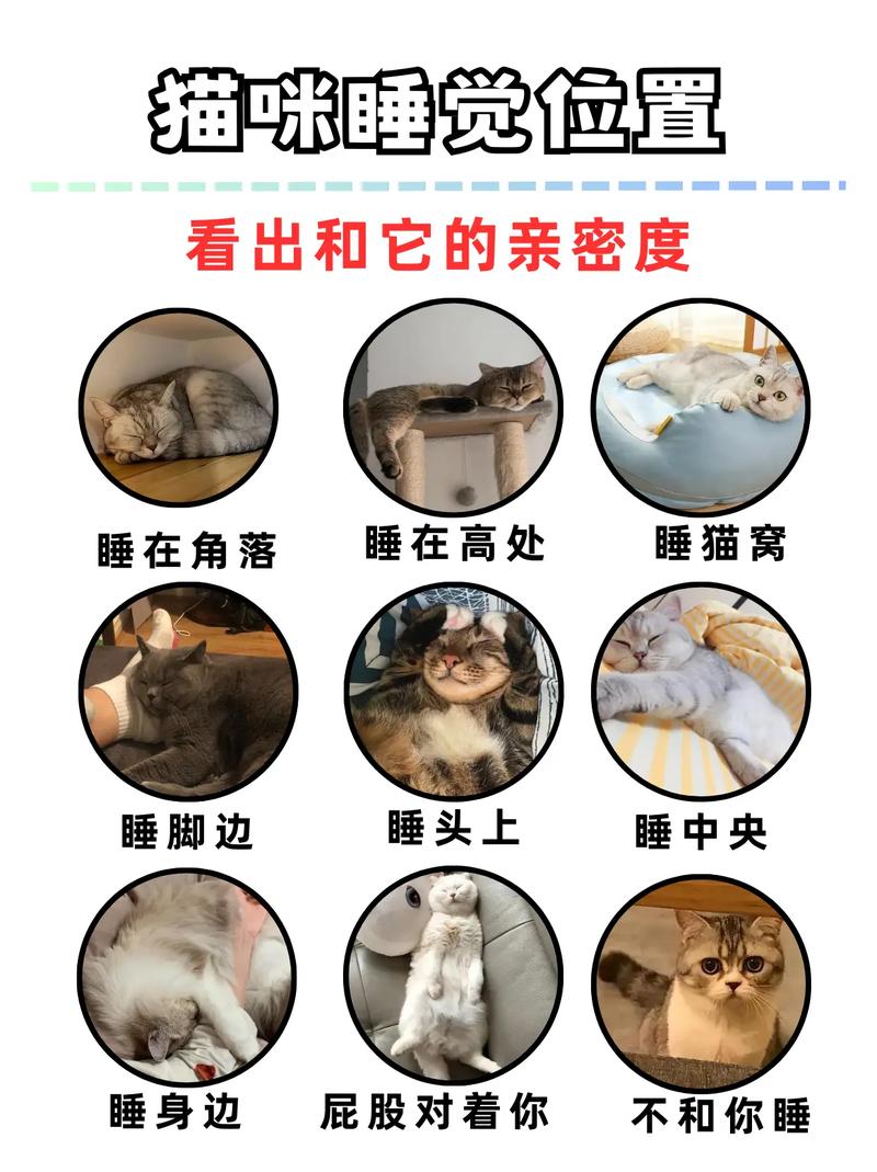怎样才能快速哄幼猫入睡?