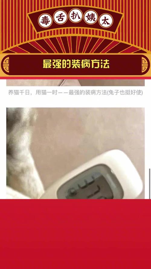 猫体温高