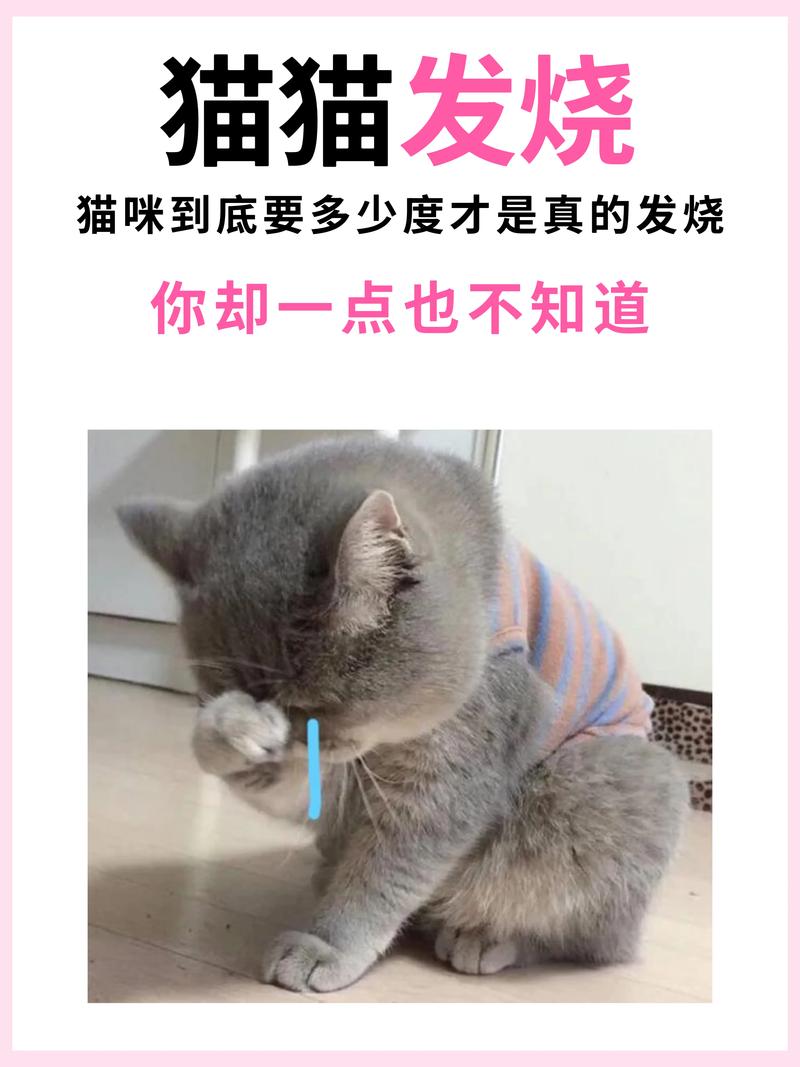 猫咪多少度才算发烧?