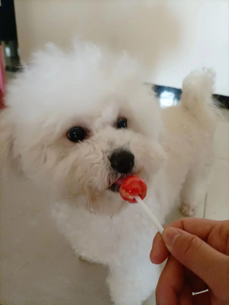 满月的金毛犬能吃棒棒糖吗?