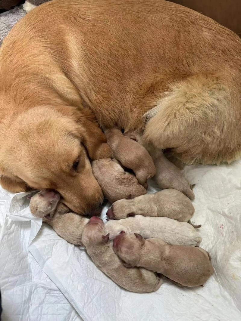 狗狗可以吃棒棒糖吗