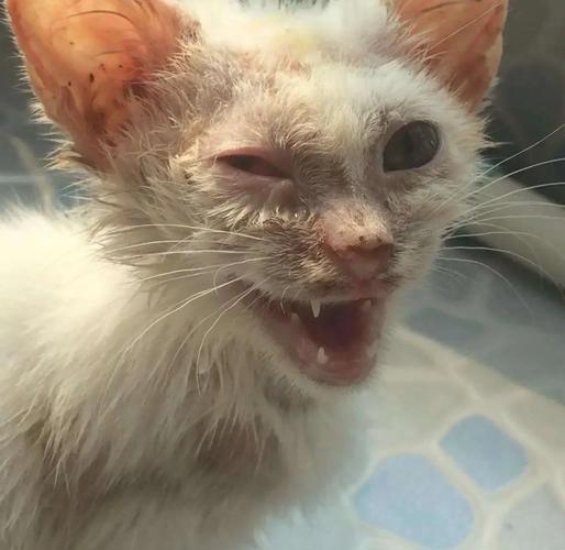 猫咪支原体阳性严重吗