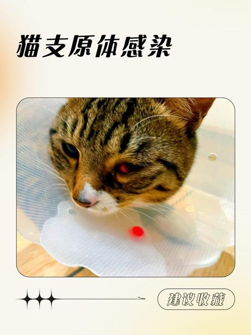 猫咪支原体衣原体感染严重吗