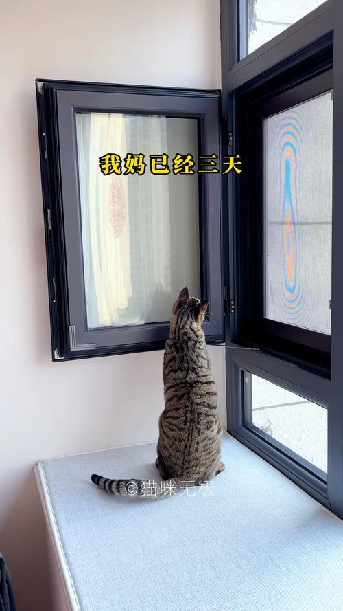 猫会跳窗户吗