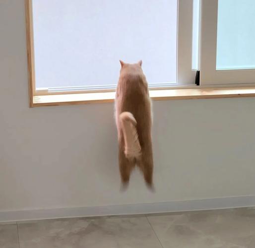 猫为什么会从窗户跳下去