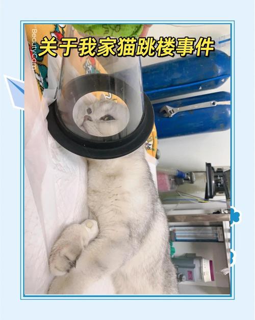 猫会从高楼跳下去吗?