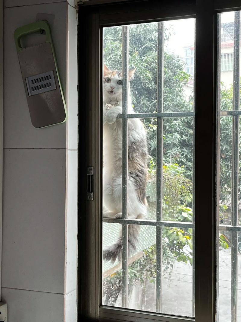 猫咪会从窗户跳下去吗