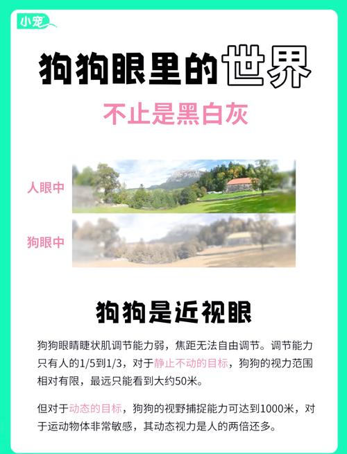 狗狗的世界是什么颜色