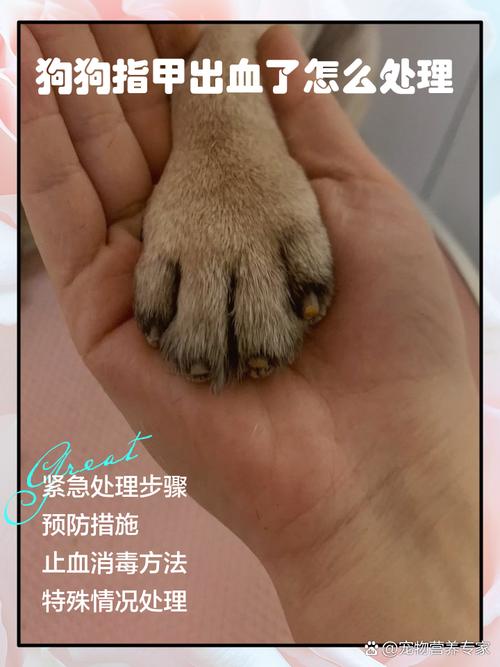 给狗剪指甲剪到血线一直流血怎么办啊