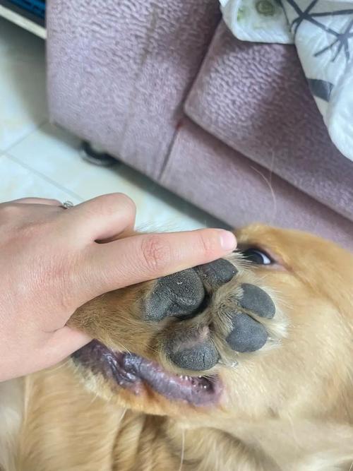 狗狗脚趾被划破了,怎么办??