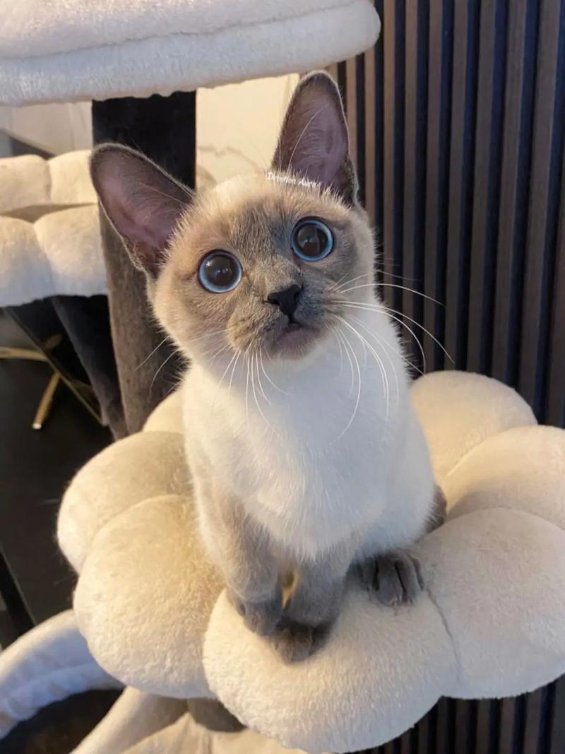 猫几个月是成年猫