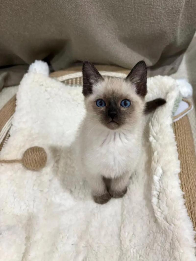 猫成年需要几个月