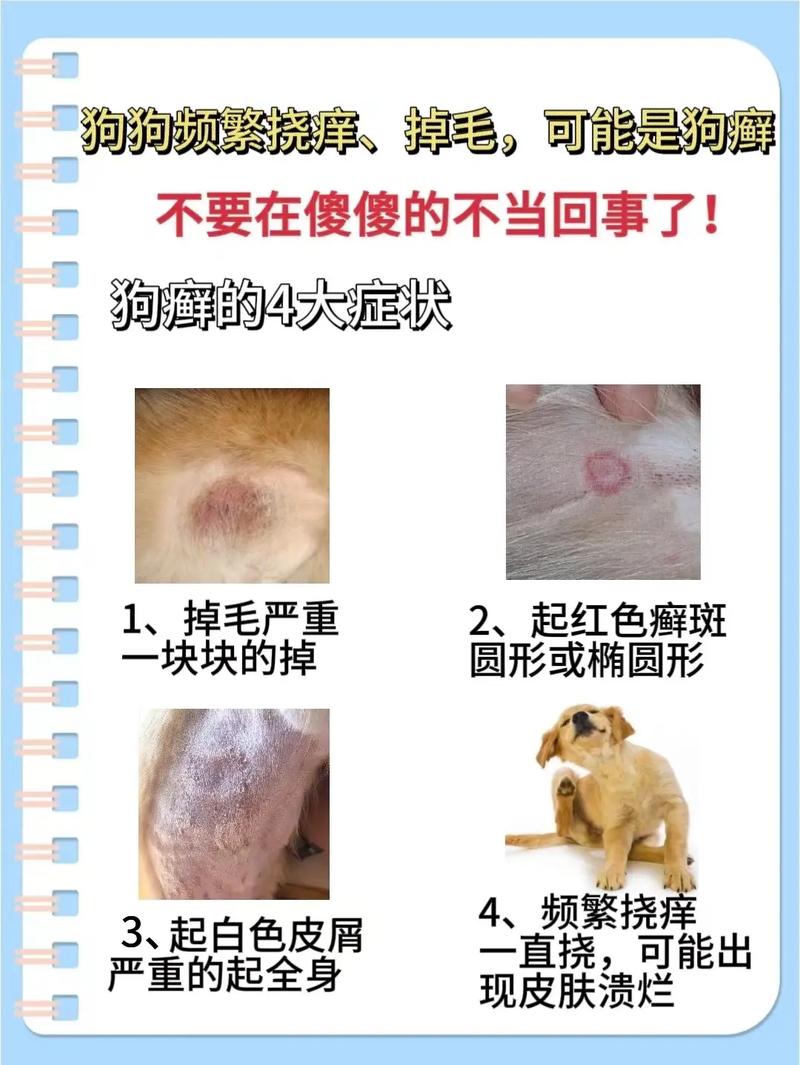 狗狗前腿膝盖处脱毛,应该皮肤病怎么治