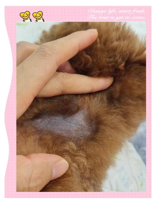 狗狗脱毛而且皮肤溃烂怎么办?