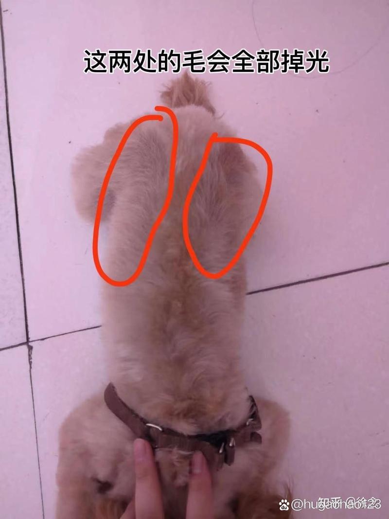 小狗有皮肤病并且脱毛怎么治