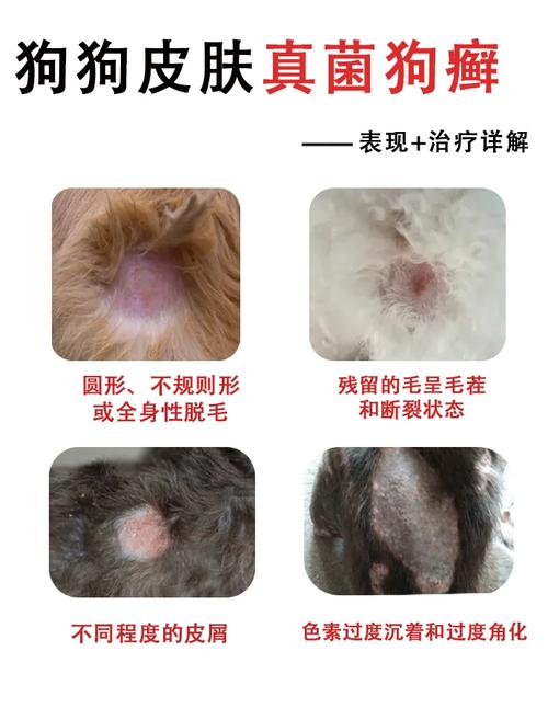 狗狗脱毛皮肤溃烂怎么办?