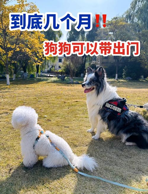 狗狗多大的时候需要出去遛