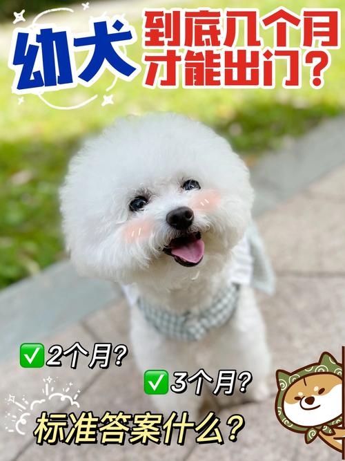 狗狗多大可以出去溜
