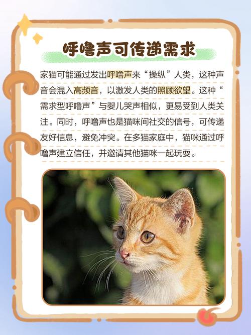 猫一到我身边就打呼噜