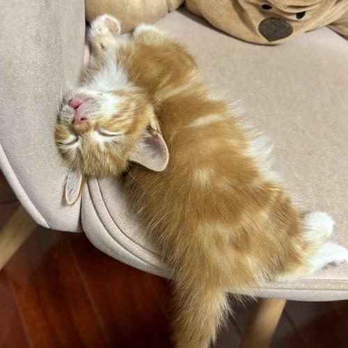猫咪对着主人呼噜呼噜是怎么回事?