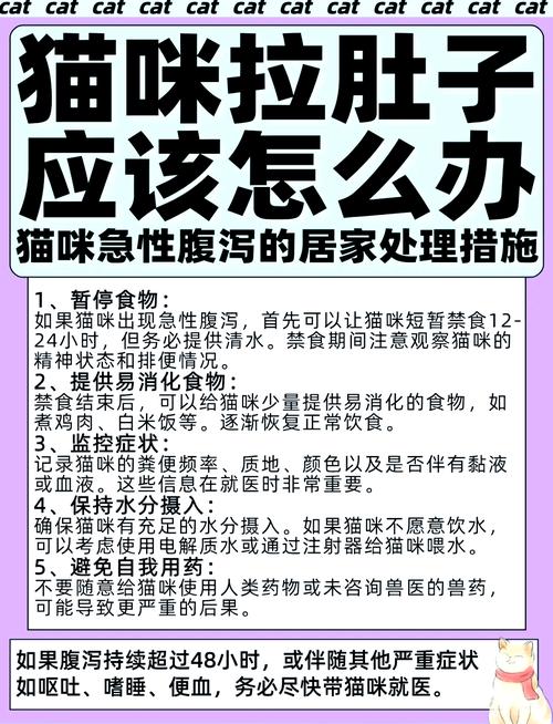 猫拉稀怎么办教你一招解决