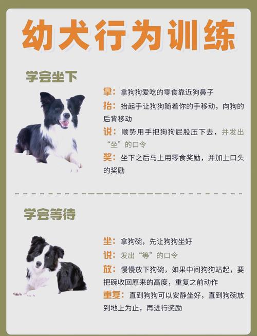 狗狗多大开始训练,怎么样训练幼犬走路呢