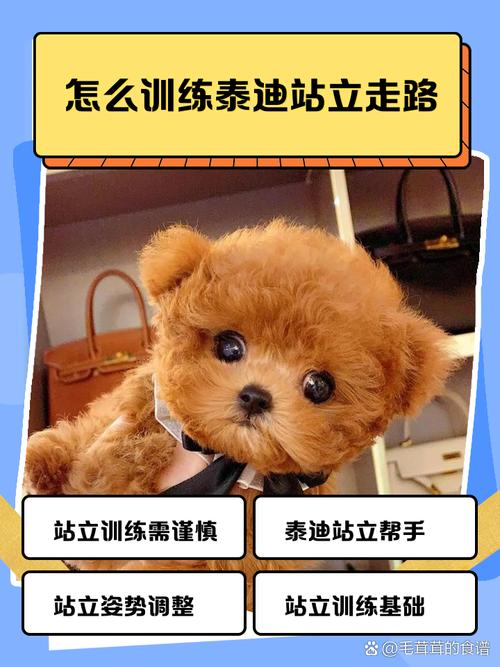 怎么训练狗狗站立行走