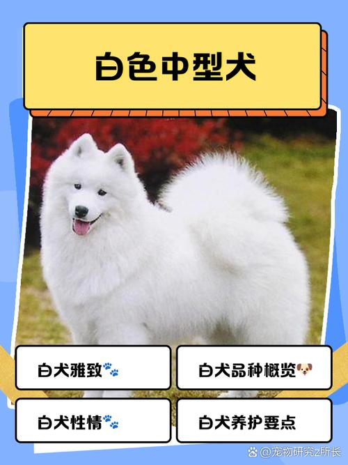 纯白色的狗狗都有哪些