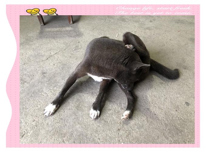 白色狗狗种类