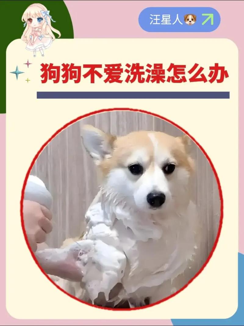 狗狗太凶不肯洗澡一洗澡就翻脸咬人,宠物医院美容部有办法吗?