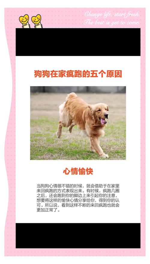 为什么小狗出去溜一圈回家后会很兴奋?(为什么狗狗一出门就像使劲跑...