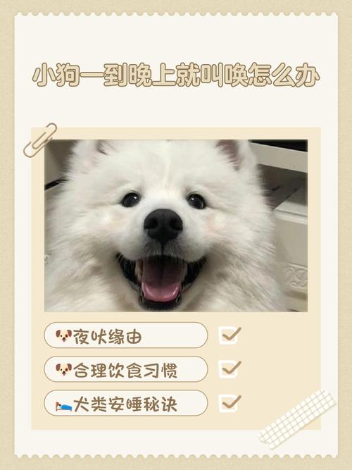 为什么回家狗狗很兴奋