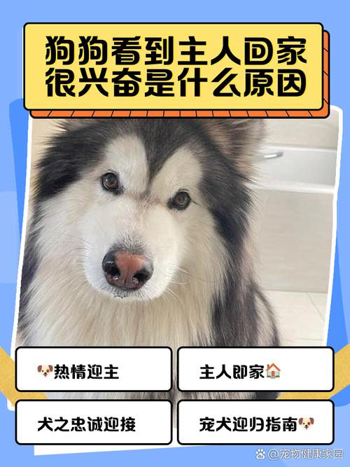 为什么每次回家狗狗总是很兴奋?这些原因,让人觉得很暖心!