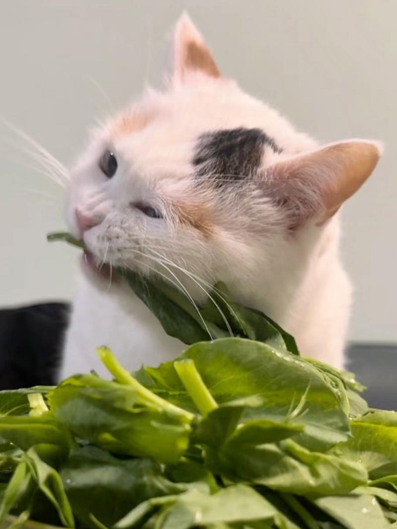 猫最爱吃的20种食物